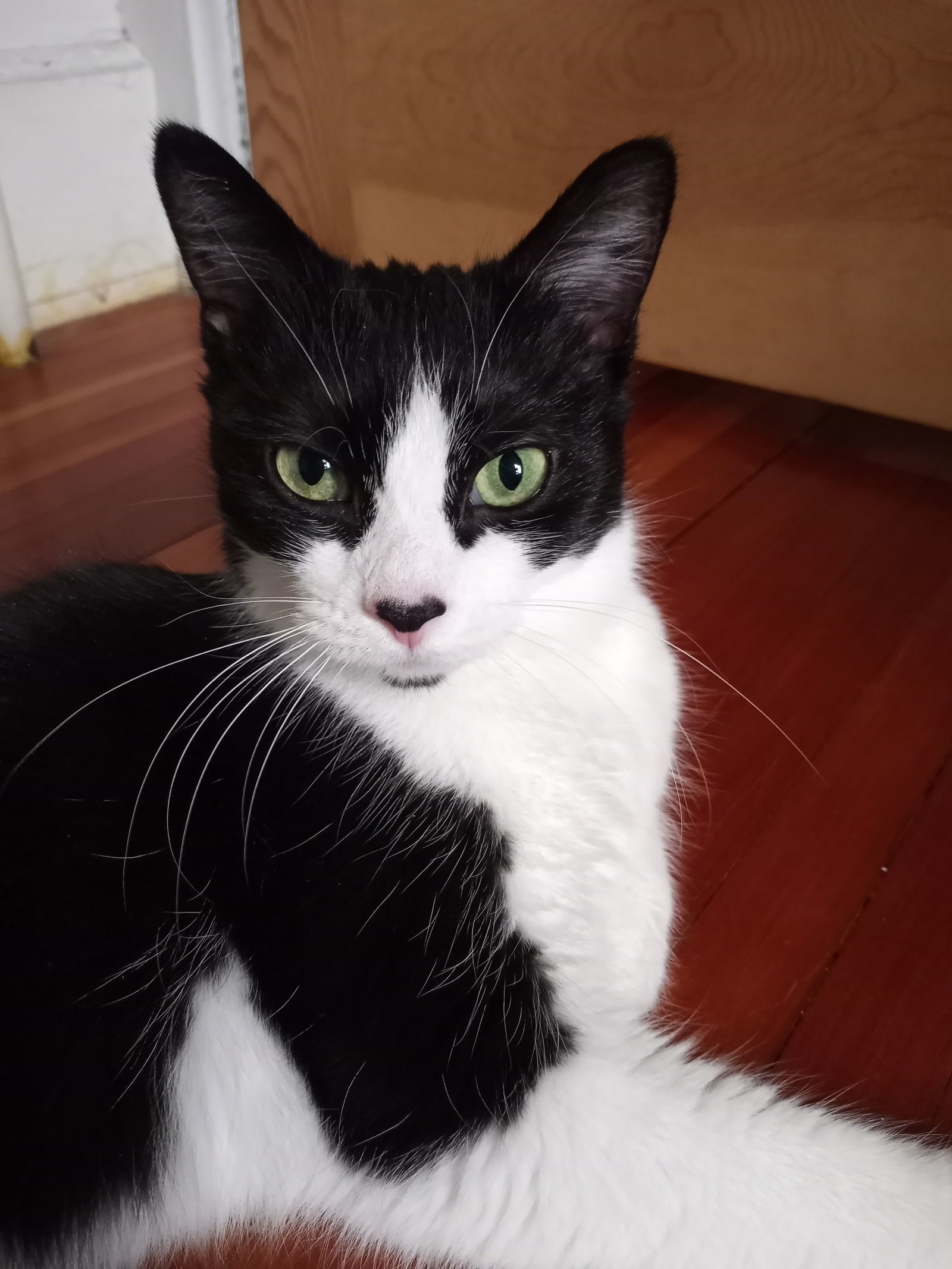 Heart, an adoptable Domestic Medium Hair, Tuxedo in Traverse City, MI, 49686 | Photo Image 3