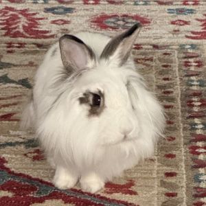 Gabby is a 15 year old spayed lionhead mix Her foster describes her as cute smart and independ