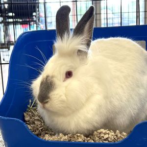 Dove was surrendered by her owner due to several issues at home we got involved because her partner