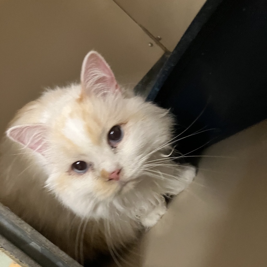 Mickey, an adoptable Domestic Long Hair in Spanish Fork, UT, 84660 | Photo Image 2