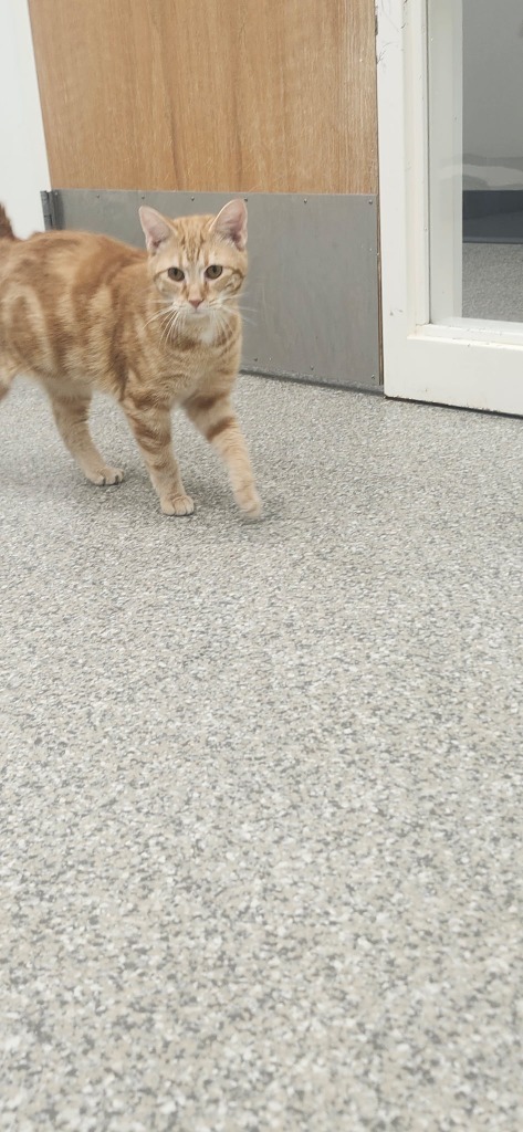 Franklin