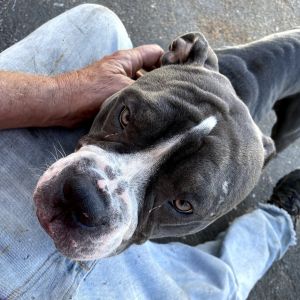 Greedo is a senior gentleman who was abandoned with Rocket Dog due to no fault of his own Greedo w