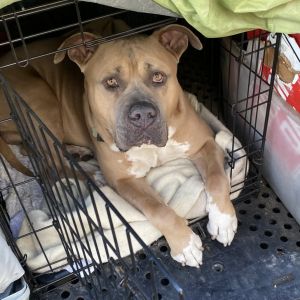 Meet Blue This big boy has a heart of gold and a gentle demeanor Weighing in around 90 pounds Blu