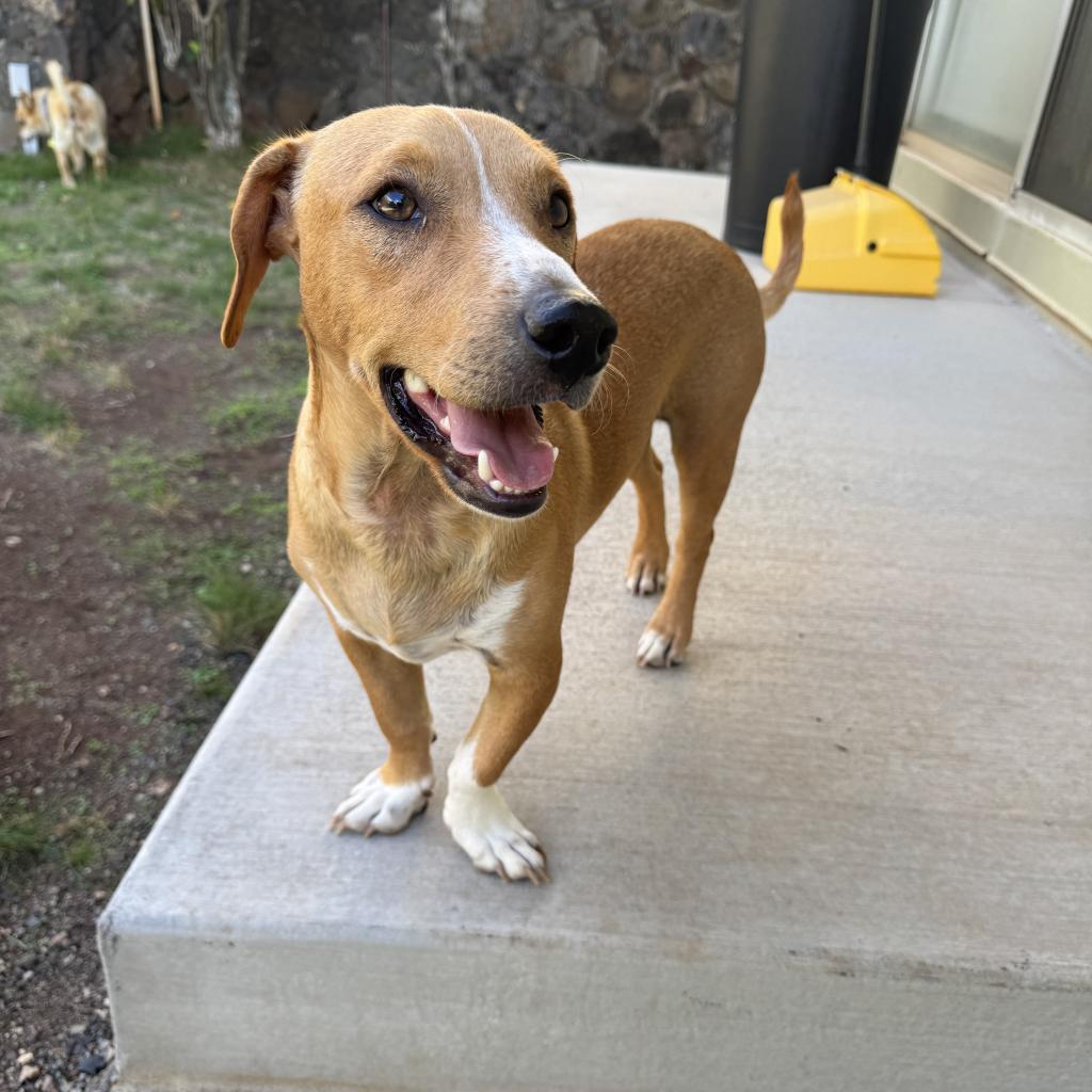 Moon, an adoptable Dachshund in Wahiawa, HI, 96786 | Photo Image 1