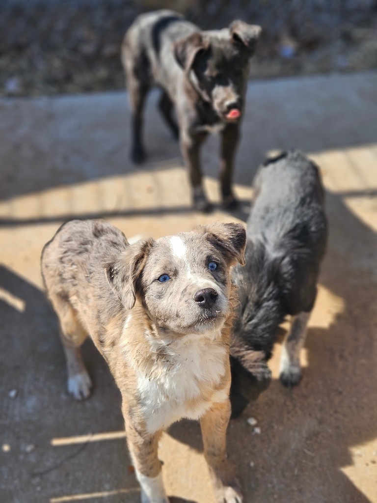 Peyton, an adoptable Australian Shepherd, Mixed Breed in Pratt, KS, 67124 | Photo Image 1