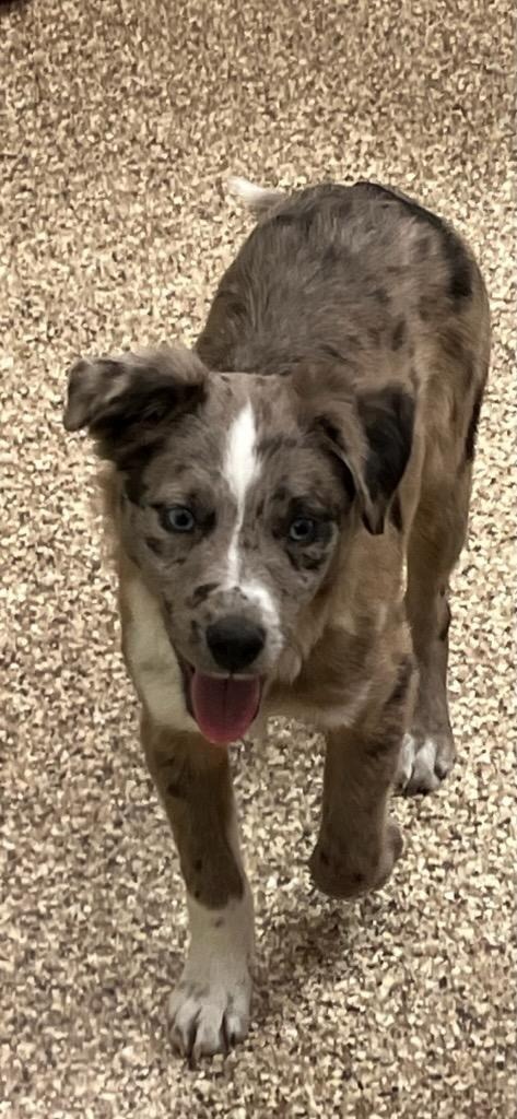 Peyton, an adoptable Australian Shepherd, Mixed Breed in Pratt, KS, 67124 | Photo Image 2