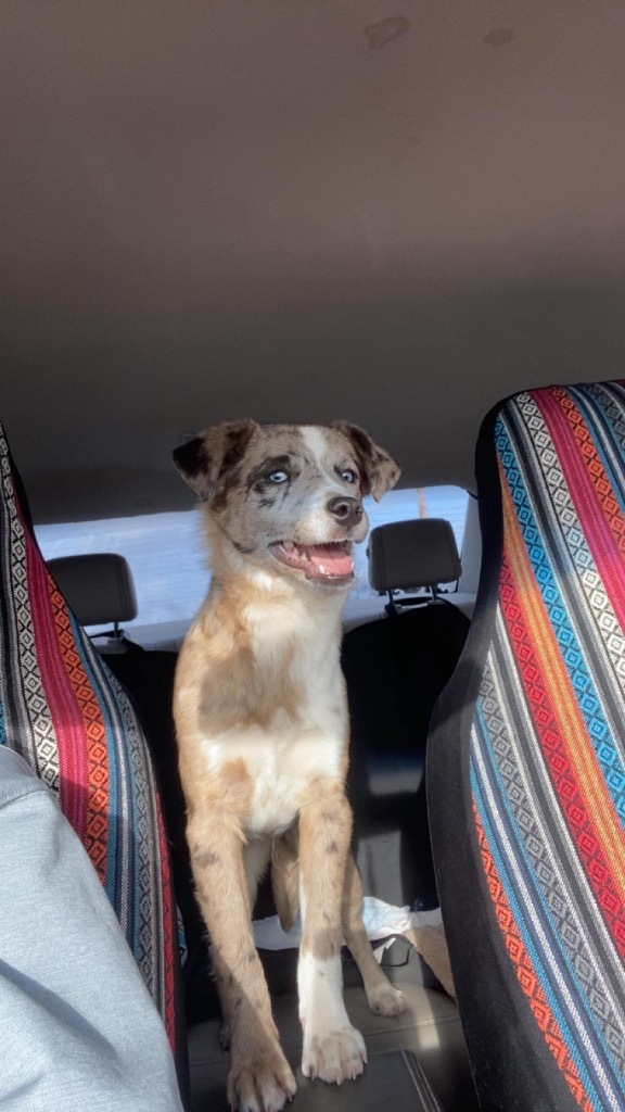 Peyton, an adoptable Australian Shepherd, Mixed Breed in Pratt, KS, 67124 | Photo Image 3