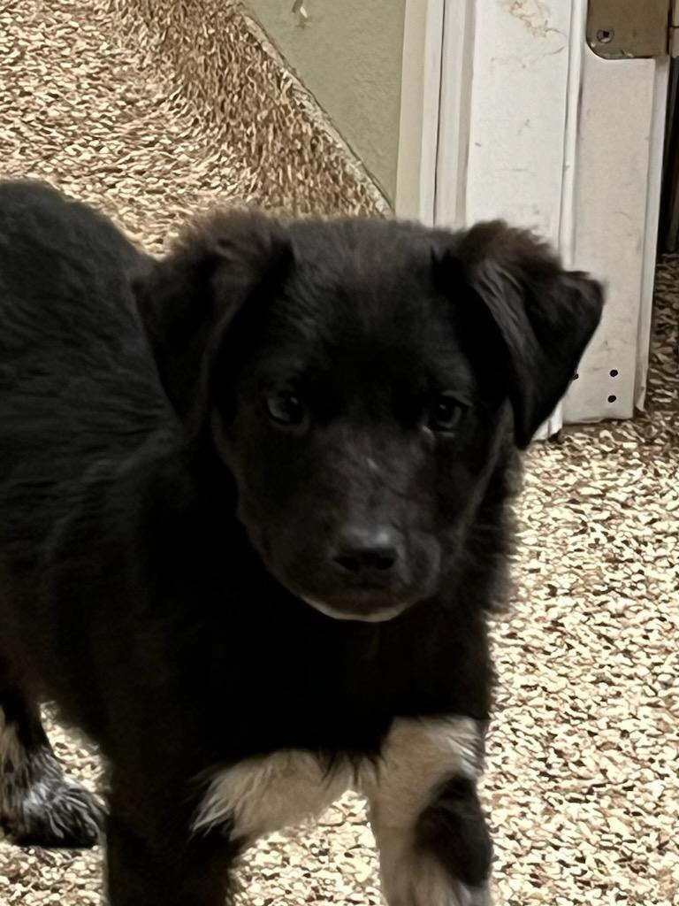 Mosley, an adoptable Australian Shepherd, Mixed Breed in Pratt, KS, 67124 | Photo Image 1