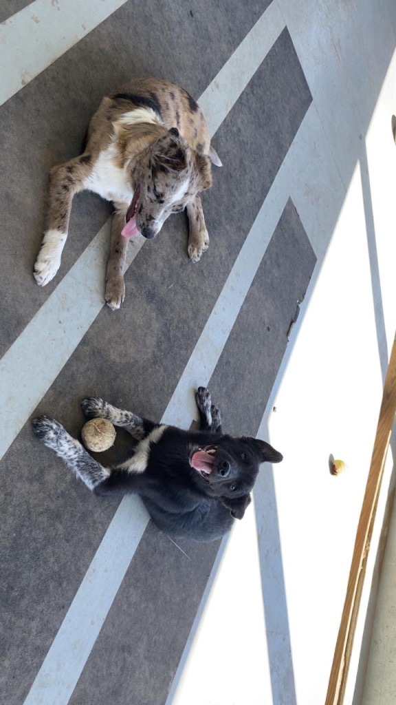 Mosley, an adoptable Australian Shepherd, Mixed Breed in Pratt, KS, 67124 | Photo Image 3