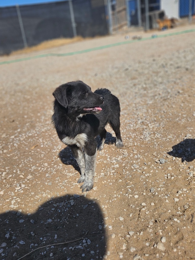 Mosley, an adoptable Australian Shepherd, Mixed Breed in Pratt, KS, 67124 | Photo Image 4