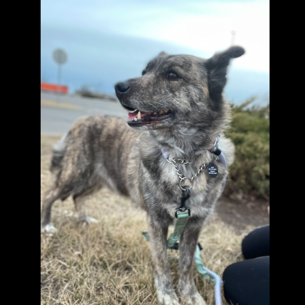Gypsy, an adoptable Mixed Breed in Bismarck, ND, 58507 | Photo Image 1