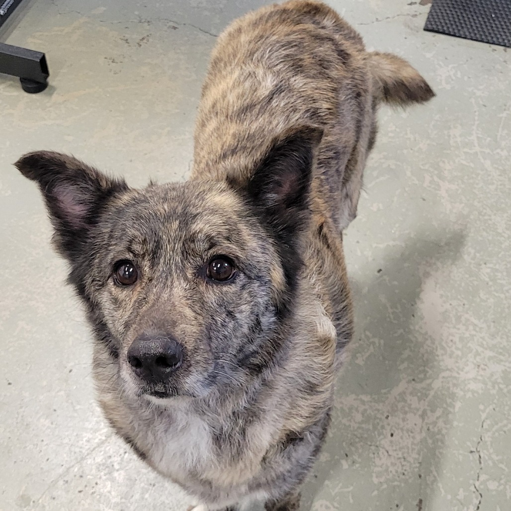 Gypsy, an adoptable Mixed Breed in Bismarck, ND, 58507 | Photo Image 2