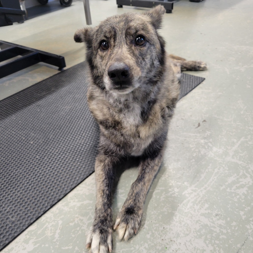 Gypsy, an adoptable Mixed Breed in Bismarck, ND, 58507 | Photo Image 3