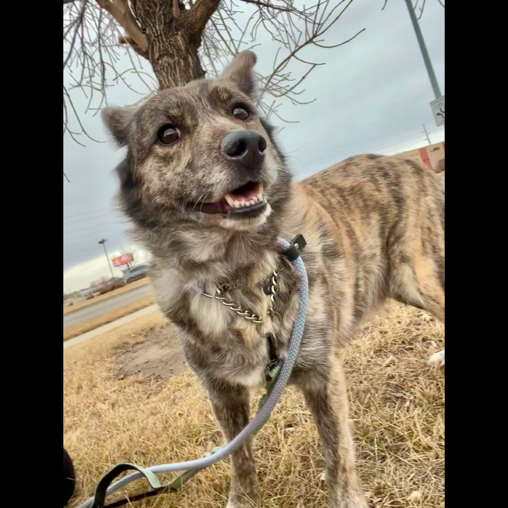 Gypsy, an adoptable Mixed Breed in Bismarck, ND, 58507 | Photo Image 4