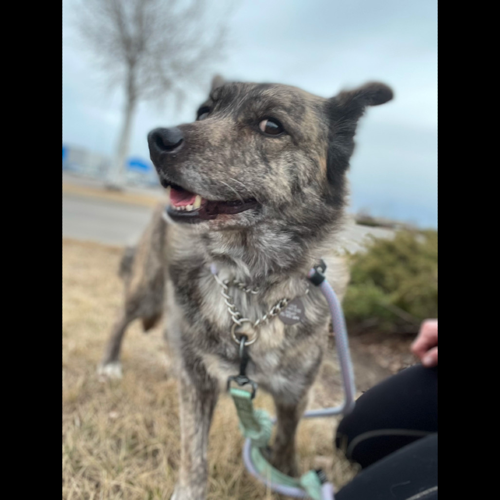 Gypsy, an adoptable Mixed Breed in Bismarck, ND, 58507 | Photo Image 5
