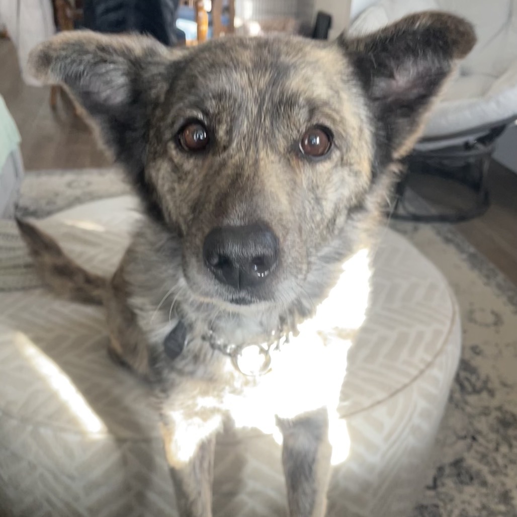 Gypsy, an adoptable Mixed Breed in Bismarck, ND, 58507 | Photo Image 6