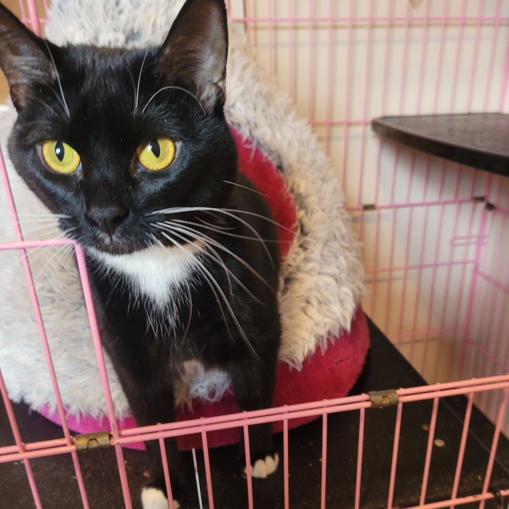Ami, an adoptable Domestic Short Hair in Priest River, ID, 83856 | Photo Image 1