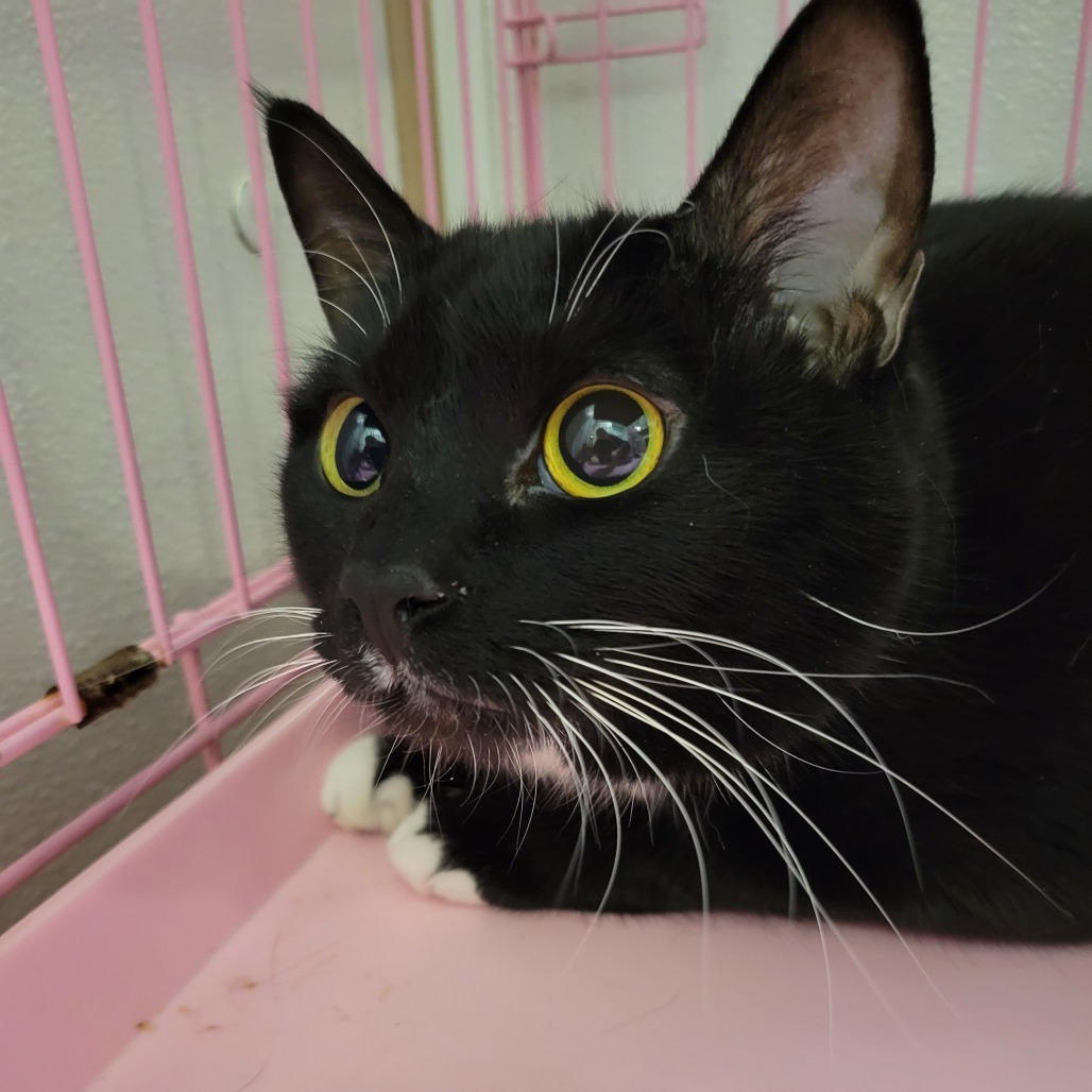 Ami, an adoptable Domestic Short Hair in Priest River, ID, 83856 | Photo Image 2