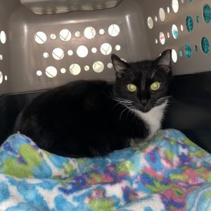 Delilah, Adult Female unknown