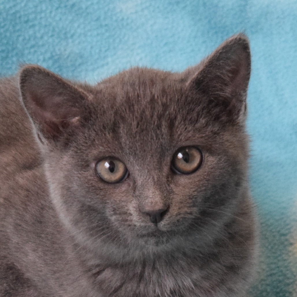 Glinda, an adoptable Domestic Short Hair in Eureka, CA, 95503 | Photo Image 1