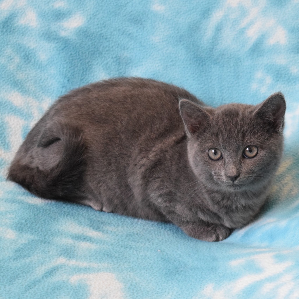 Glinda, an adoptable Domestic Short Hair in Eureka, CA, 95503 | Photo Image 2