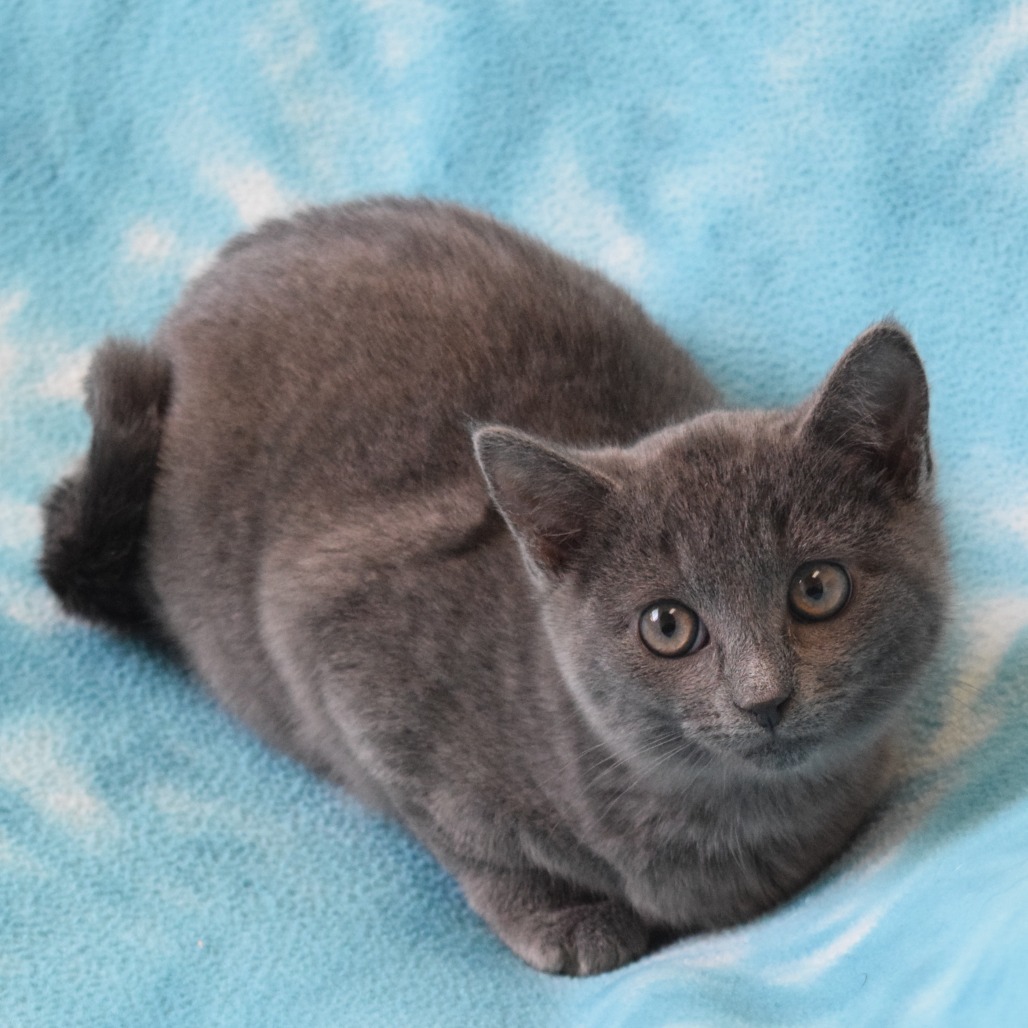 Glinda, an adoptable Domestic Short Hair in Eureka, CA, 95503 | Photo Image 3