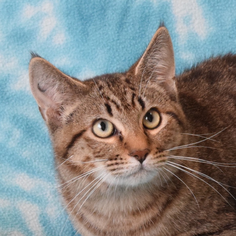 Dutch Bros, an adoptable Domestic Short Hair in Eureka, CA, 95503 | Photo Image 1
