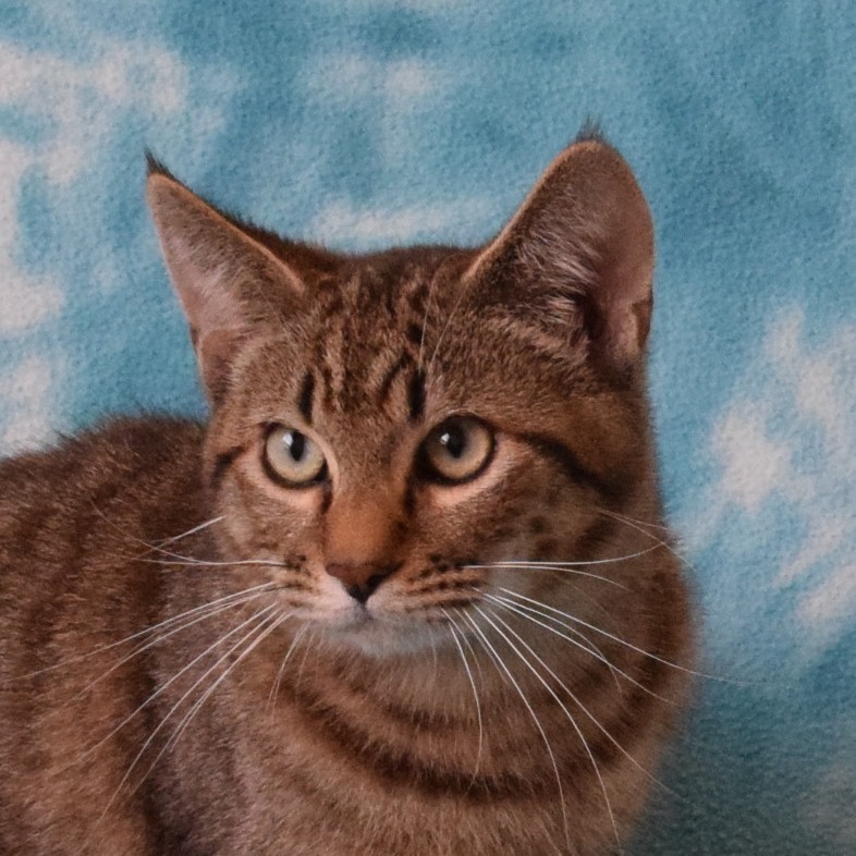 Dutch Bros, an adoptable Domestic Short Hair in Eureka, CA, 95503 | Photo Image 2