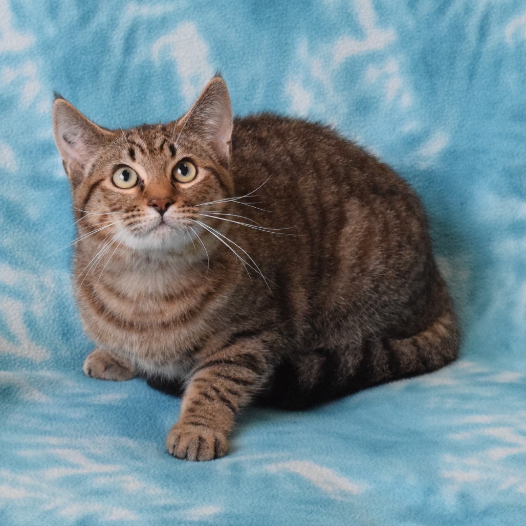 Dutch Bros, an adoptable Domestic Short Hair in Eureka, CA, 95503 | Photo Image 3