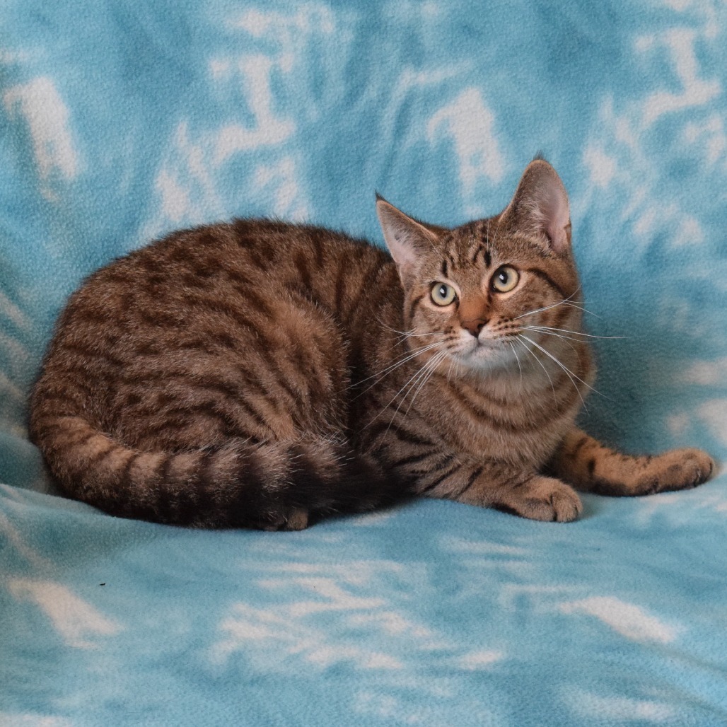 Dutch Bros, an adoptable Domestic Short Hair in Eureka, CA, 95503 | Photo Image 4