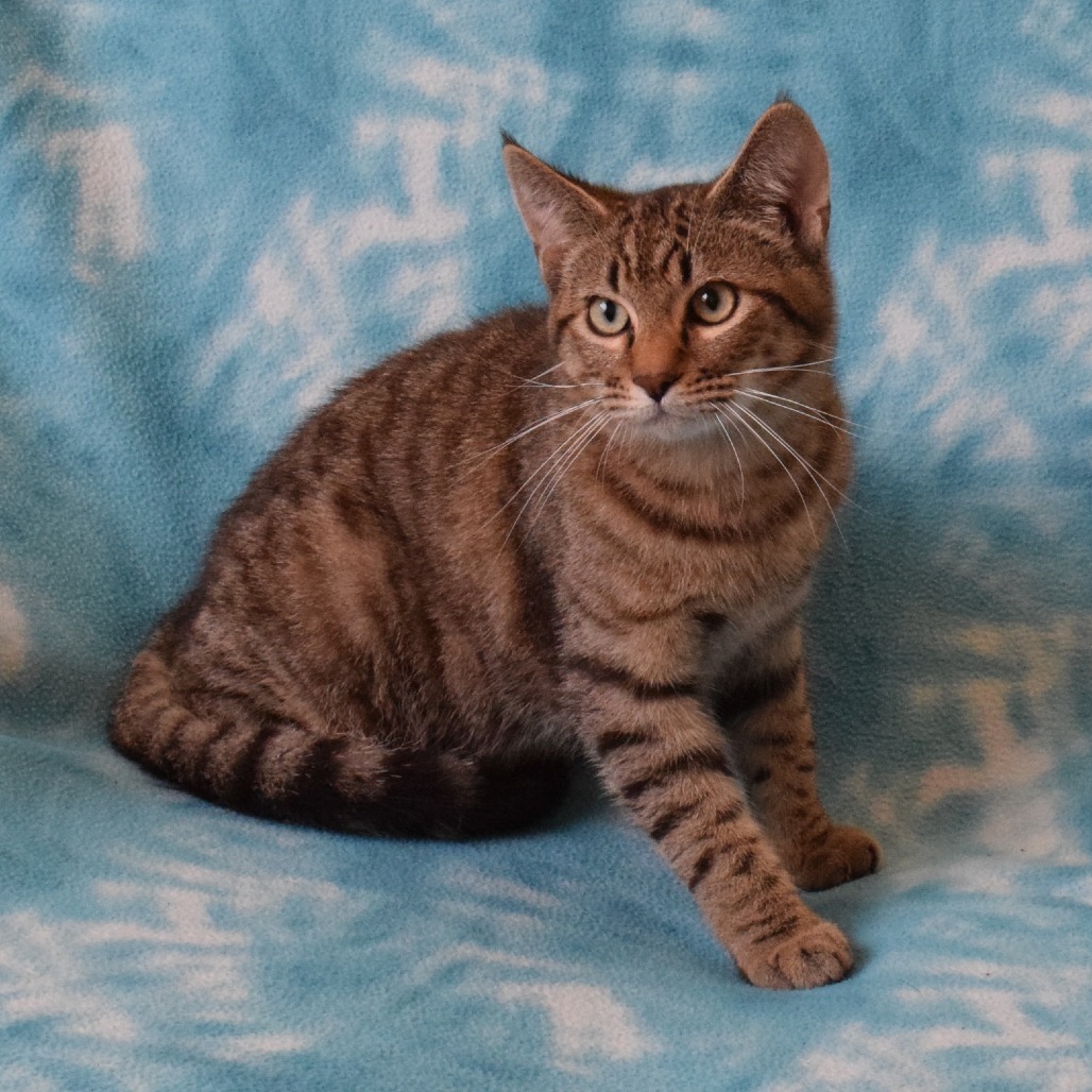 Dutch Bros, an adoptable Domestic Short Hair in Eureka, CA, 95503 | Photo Image 5