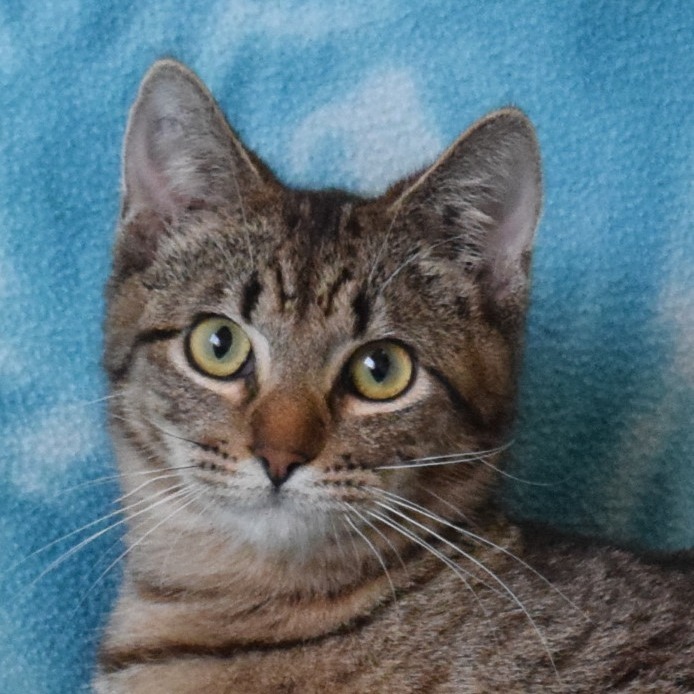 Jitter Bean, an adoptable Domestic Short Hair in Eureka, CA, 95503 | Photo Image 1