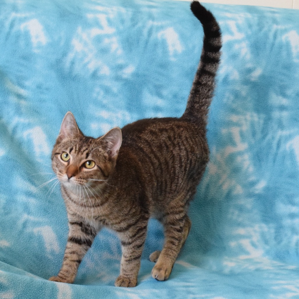 Jitter Bean, an adoptable Domestic Short Hair in Eureka, CA, 95503 | Photo Image 2