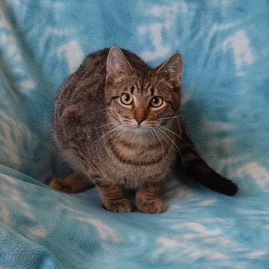 Jitter Bean, an adoptable Domestic Short Hair in Eureka, CA, 95503 | Photo Image 3