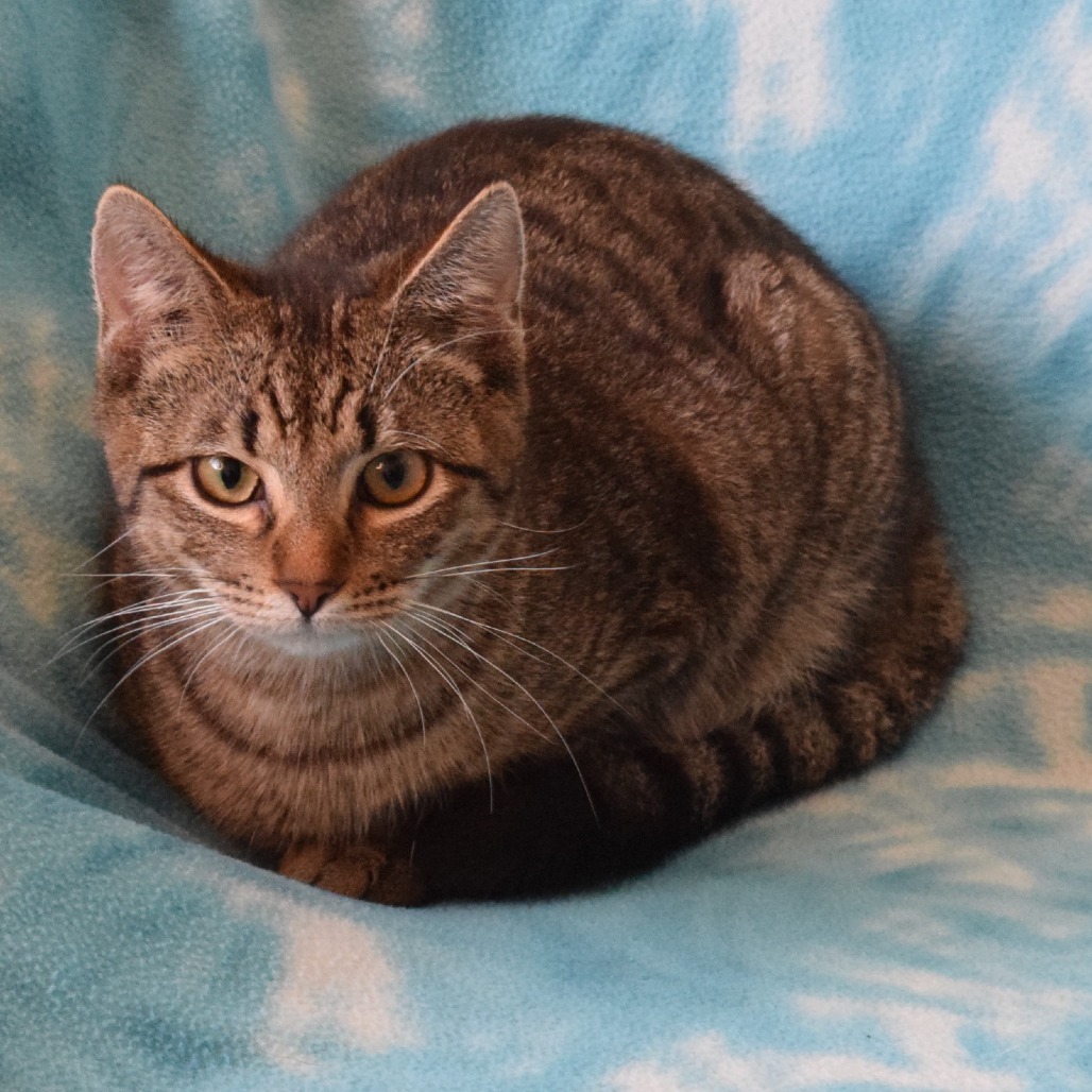 Jitter Bean, an adoptable Domestic Short Hair in Eureka, CA, 95503 | Photo Image 4