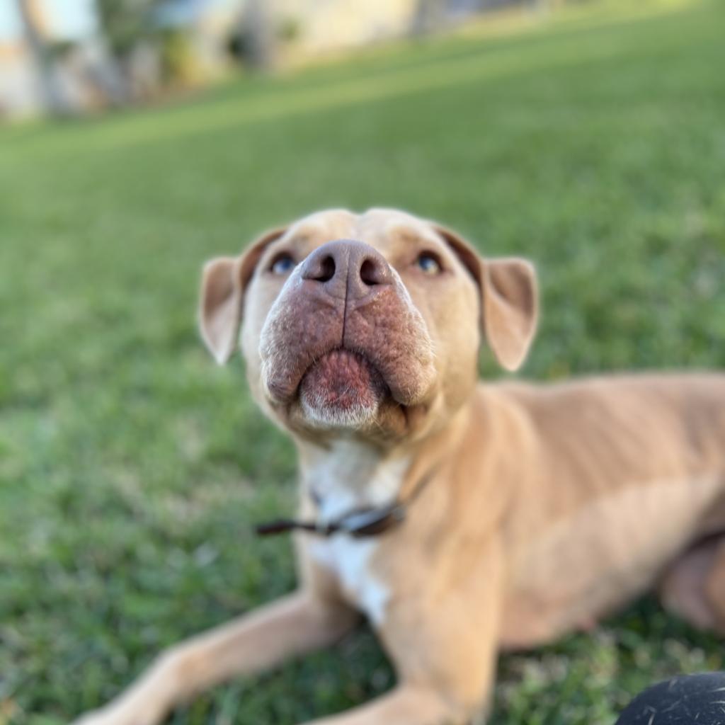 Penny