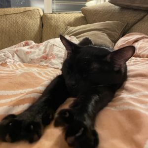 Despite his name this kitty is the opposite of Spooky Spooky came to us after loosing his home Hi