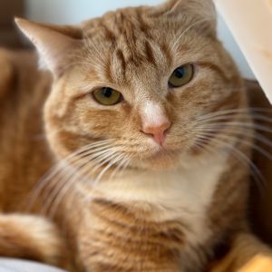This is Zapote Sadly this sweet boy was found abandoned in his kitty carrier Luckily hes made h