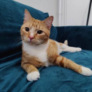 This is Zapote Sadly this sweet boy was found abandoned in his kitty carrier Luckily hes made h