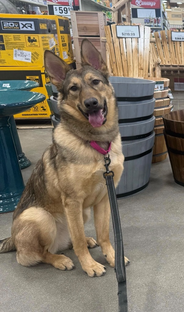 Ali, an adoptable Mixed Breed in Minot, ND, 58702 | Photo Image 1