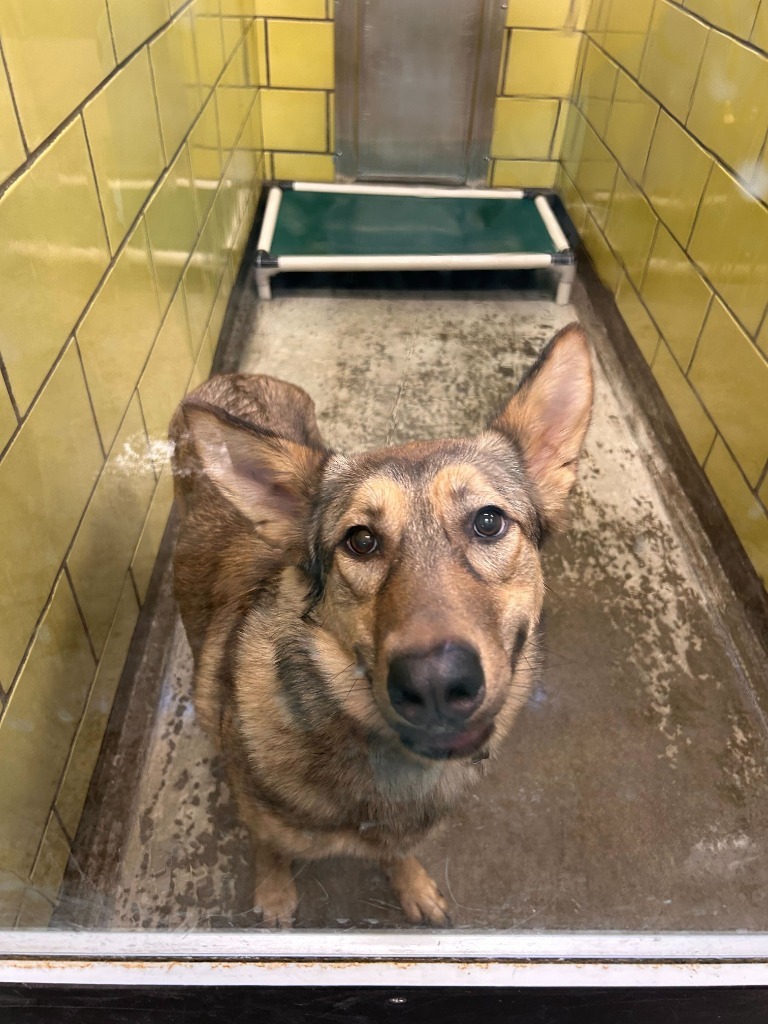 Ali, an adoptable Mixed Breed in Minot, ND, 58702 | Photo Image 2