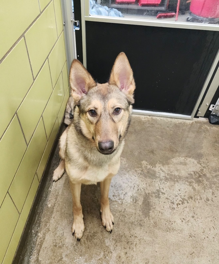 Ali, an adoptable Mixed Breed in Minot, ND, 58702 | Photo Image 3