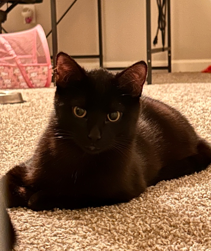 Del, an adoptable Domestic Short Hair in Minot, ND, 58702 | Photo Image 1