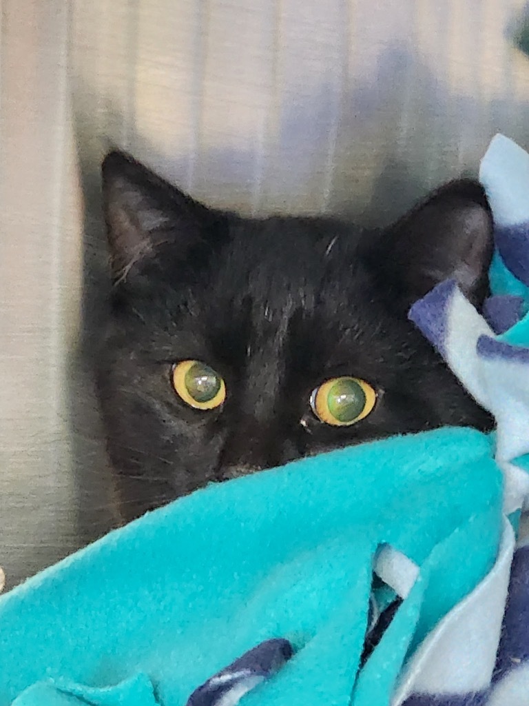 Del, an adoptable Domestic Short Hair in Minot, ND, 58702 | Photo Image 2