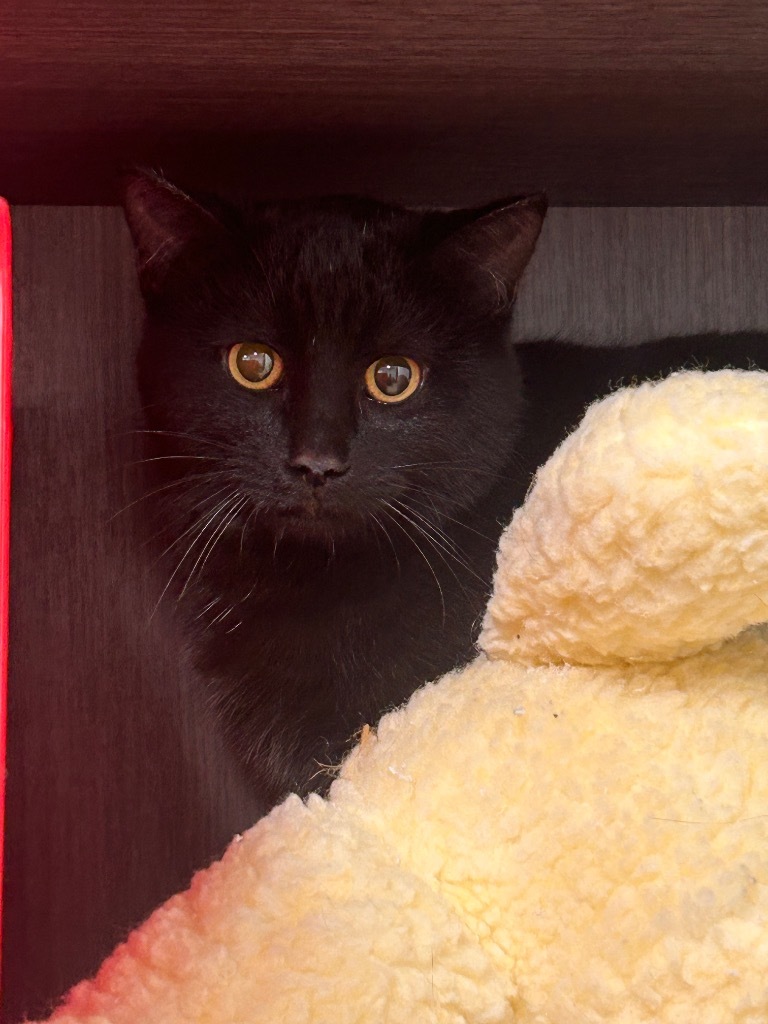 Del, an adoptable Domestic Short Hair in Minot, ND, 58702 | Photo Image 3