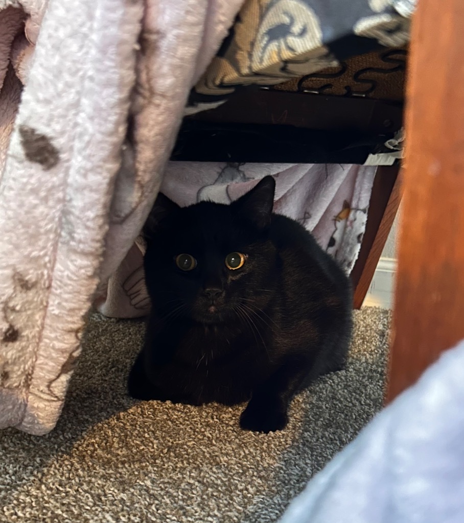 Del, an adoptable Domestic Short Hair in Minot, ND, 58702 | Photo Image 4