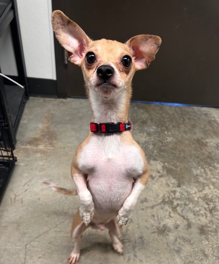 T-Rex, an adoptable Mixed Breed in Minot, ND, 58702 | Photo Image 1