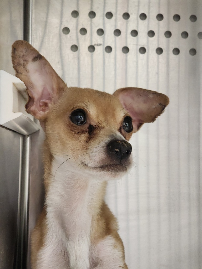 T-Rex, an adoptable Mixed Breed in Minot, ND, 58702 | Photo Image 2