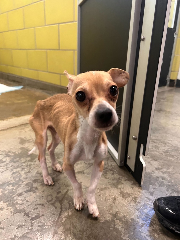 T-Rex, an adoptable Mixed Breed in Minot, ND, 58702 | Photo Image 3
