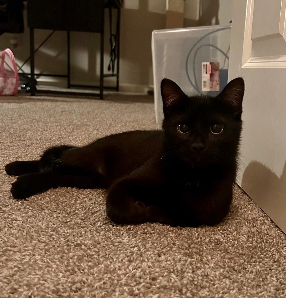 Alt, an adoptable Domestic Short Hair in Minot, ND, 58702 | Photo Image 1